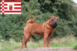 Read more about the article Shar Pei-opdrættere og hvalpe i Bremen