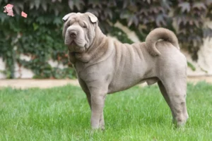 Read more about the article Shar Pei-opdrættere og hvalpe i Hovedstaden