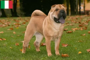 Read more about the article Shar Pei-opdrættere og hvalpe i Italien