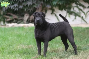 Read more about the article Shar Pei-opdrættere og hvalpe i Midtjylland
