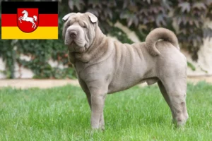 Read more about the article Shar Pei-opdrættere og hvalpe i Niedersachsen