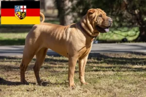 Read more about the article Shar Pei-opdrættere og hvalpe i Saarland