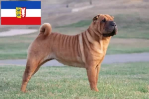 Read more about the article Shar Pei-opdrættere og -hvalpe i Slesvig-Holsten