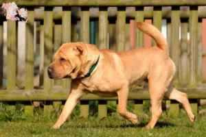 Read more about the article Shar Pei-opdrættere og hvalpe i Syddanmark