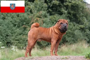 Read more about the article Shar Pei-opdrættere og hvalpe i Thüringen