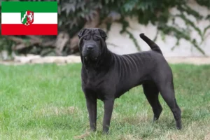 Read more about the article Shar Pei-opdrættere og hvalpe i Nordrhein-Westfalen