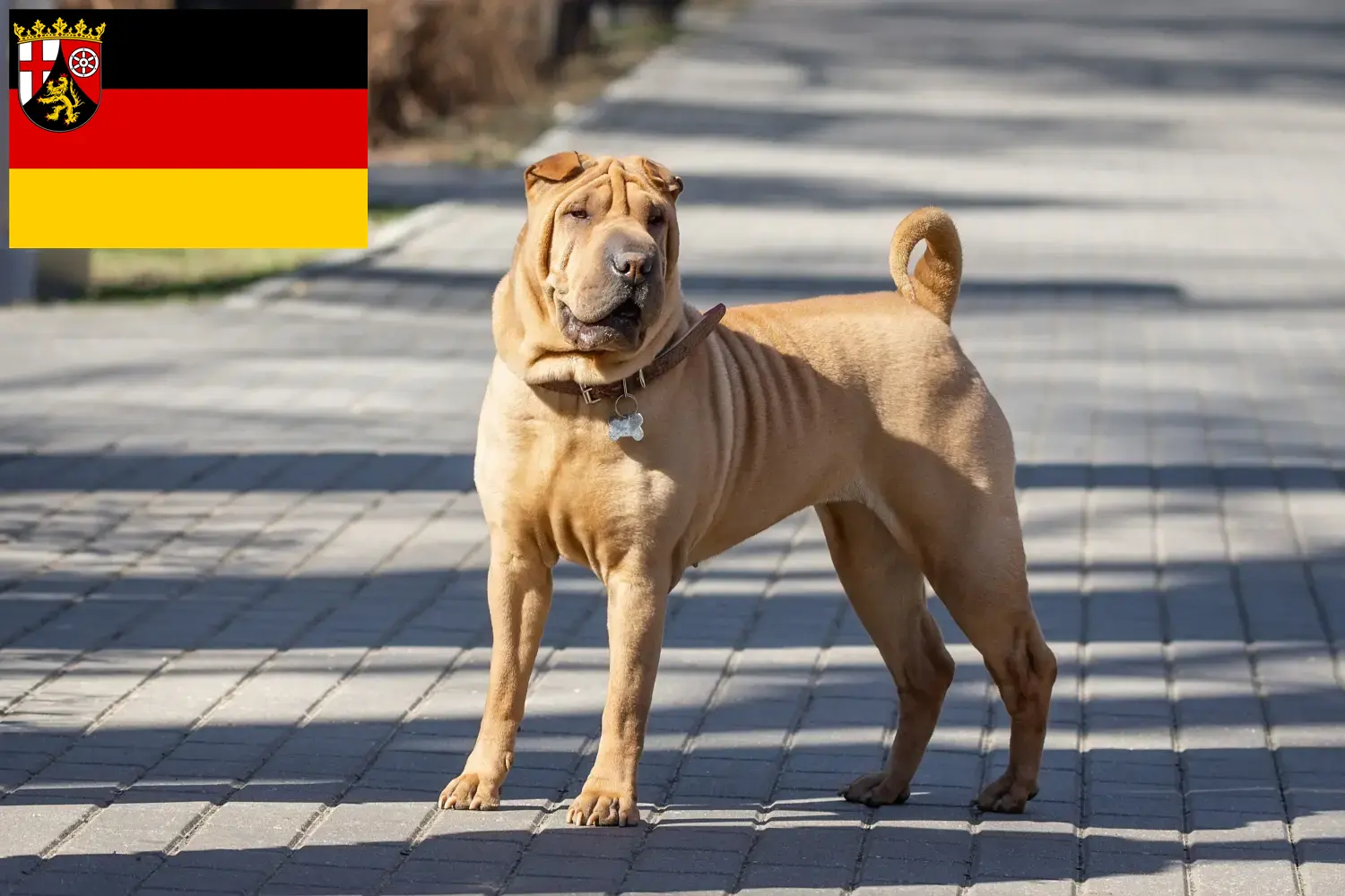 Shar Pei-hvalpe og opdrættere i Rheinland-Pfalz Her kan du finde Shar Pei-opdrættere i Rheinland-Pfalz.