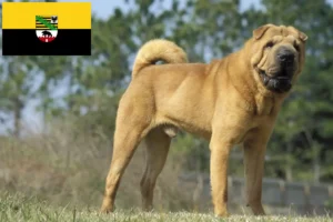 Read more about the article Shar Pei-opdrættere og hvalpe i Sachsen-Anhalt
