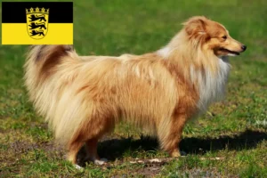Read more about the article Sheltie-opdrættere og -hvalpe i Baden-Württemberg