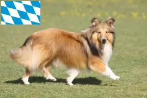 Read more about the article Sheltie-opdrættere og hvalpe i Bayern