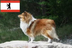 Read more about the article Sheltie-opdrættere og hvalpe i Berlin