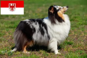 Read more about the article Sheltie-opdrættere og hvalpe i Brandenburg