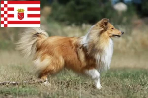 Read more about the article Sheltie-opdrættere og hvalpe i Bremen