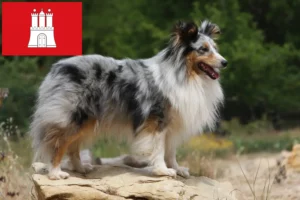 Read more about the article Sheltie-opdrættere og -hvalpe i Hamborg