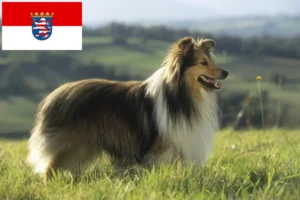 Read more about the article Sheltie-opdrættere og hvalpe i Hessen