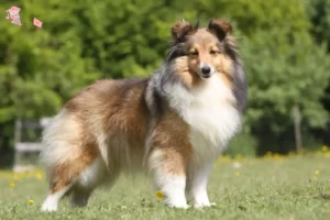 Read more about the article Sheltie-opdrættere og hvalpe i Hovedstaden