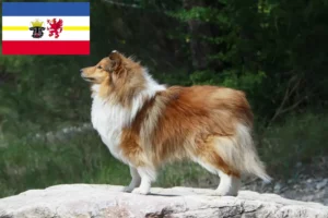 Read more about the article Sheltie-opdrættere og hvalpe i Mecklenburg-Vorpommern