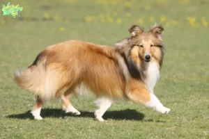 Read more about the article Sheltie opdrættere og hvalpe i Midtjylland