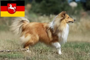 Read more about the article Sheltie-opdrættere og hvalpe i Niedersachsen