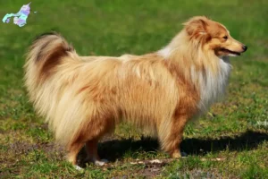 Read more about the article Sheltie-opdrættere og hvalpe i Nordjylland