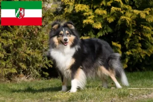 Read more about the article Sheltie-opdrættere og hvalpe i Nordrhein-Westfalen