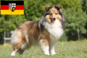 Read more about the article Sheltie-opdrættere og hvalpe i Saarland