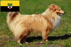 Read more about the article Sheltie-opdrættere og hvalpe i Sachsen-Anhalt