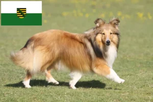 Read more about the article Sheltie-opdrættere og hvalpe i Sachsen