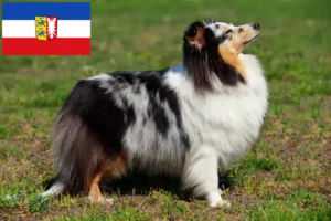 Read more about the article Sheltie-opdrættere og -hvalpe i Slesvig-Holsten