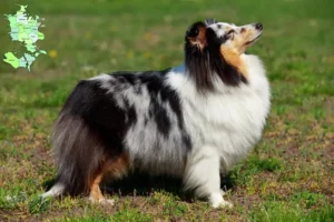 Read more about the article Sheltie-opdrættere og hvalpe på Sjælland