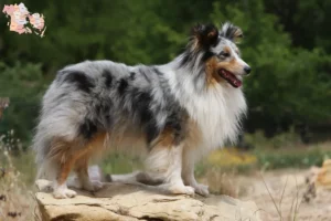 Read more about the article Sheltie opdrættere og hvalpe i Syddanmark