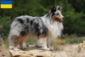 Read more about the article Sheltie-opdrættere og hvalpe i Ukraine