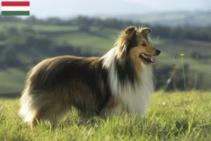 Read more about the article Sheltie-opdrættere og hvalpe i Ungarn