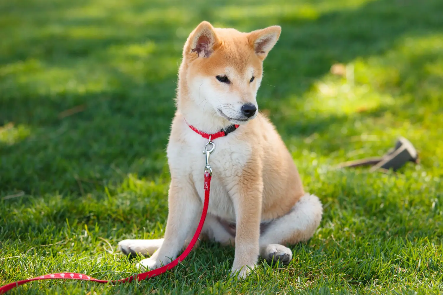 At købe en Shiba-hvalp betyder at tage ansvar! Køb Shiba-hvalpe.