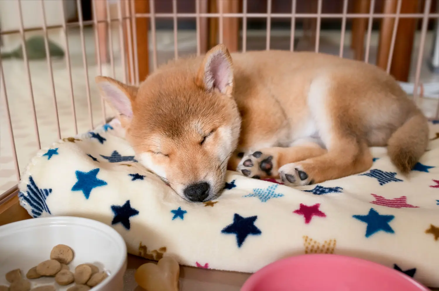 At købe en Shiba-hvalp betyder at tage ansvar! Køb Shiba-hvalpe.