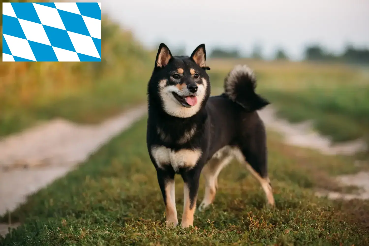 Shiba hvalpe og opdrættere Bayern Her kan du finde Shibas-opdrættere i Bayern.