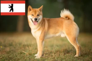 Read more about the article Shiba opdrættere og hvalpe i Berlin