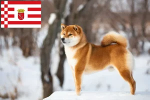 Read more about the article Shiba opdrættere og hvalpe i Bremen