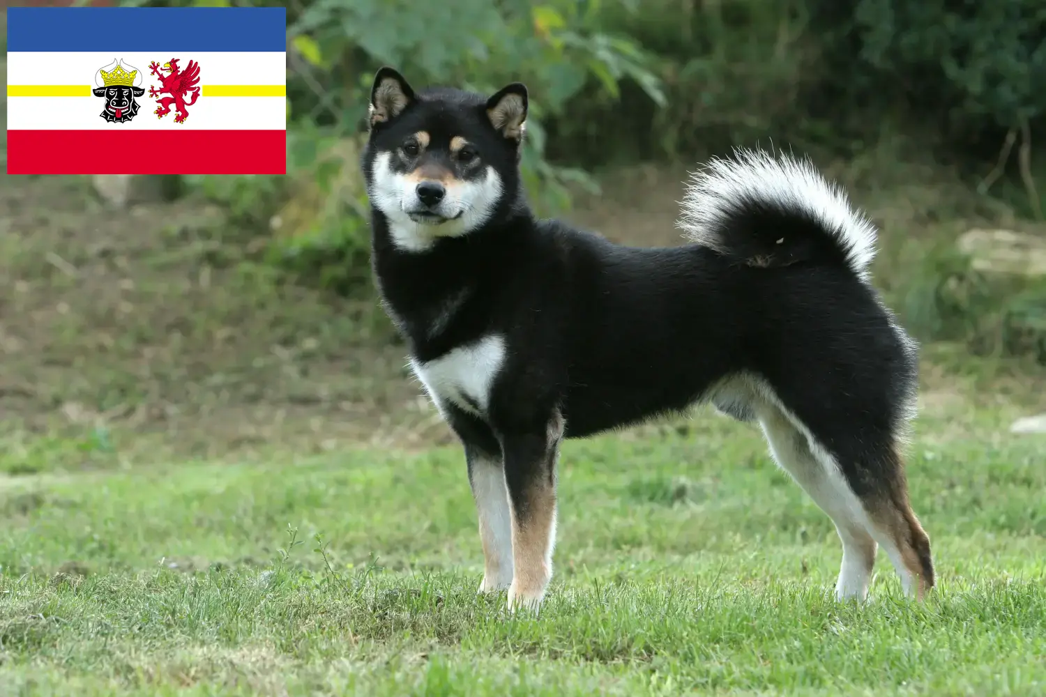 Shiba hvalpe og opdrættere Mecklenburg-Vorpommern Her kan du finde Shibas-opdrættere i Mecklenburg-Vorpommern.