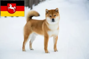 Read more about the article Shiba opdrættere og hvalpe i Niedersachsen