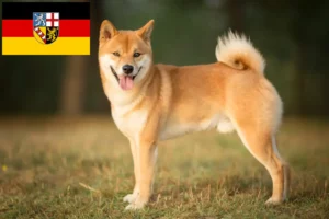 Read more about the article Shiba opdrættere og hvalpe i Saarland