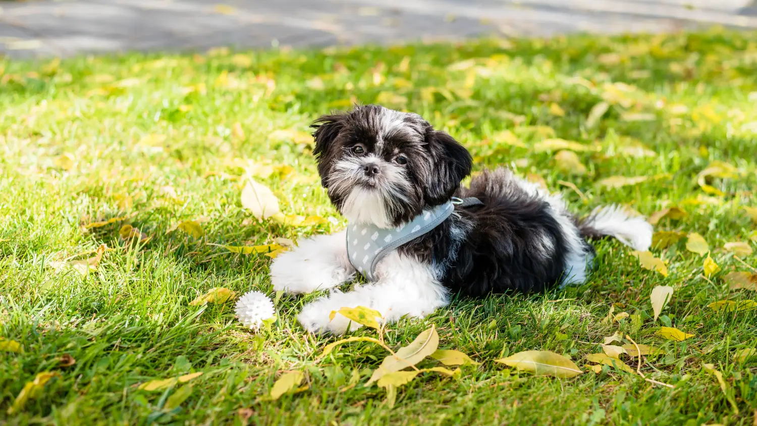 At købe en Shih Tzu-hvalp betyder at tage ansvar! Køb Shih Tzu-hvalpe.