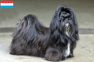 Read more about the article Shih Tzu-opdrættere og -hvalpe i Luxembourg