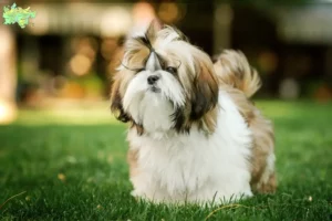 Read more about the article Shih Tzu opdrættere og hvalpe i Midtjylland