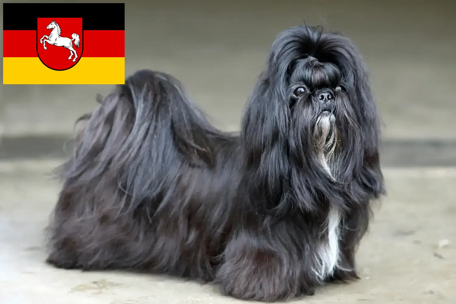 Shih Tzu hvalpe og opdrættere Niedersachsen Her kan du finde Shih Tzu-opdrættere i Niedersachsen.