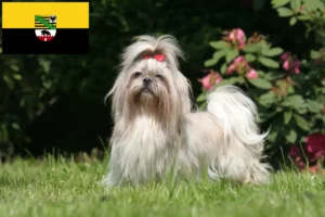 Read more about the article Shih Tzu-opdrættere og -hvalpe i Sachsen-Anhalt
