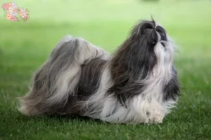 Read more about the article Shih Tzu opdrættere og hvalpe i Syddanmark