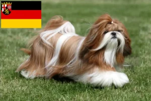 Read more about the article Shih Tzu opdrættere og hvalpe i Rheinland-Pfalz