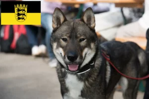 Read more about the article Shikoku-opdrættere og -hvalpe i Baden-Württemberg