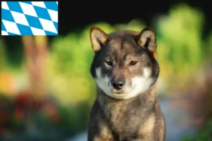 Read more about the article Shikoku-opdrættere og -hvalpe i Bayern